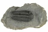Morocops Trilobite With Excellent Eyes - Ofaten, Morocco #197139-3